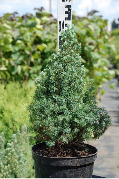 Ялина блакитна Сандерс Блю саджанець 35-45 см