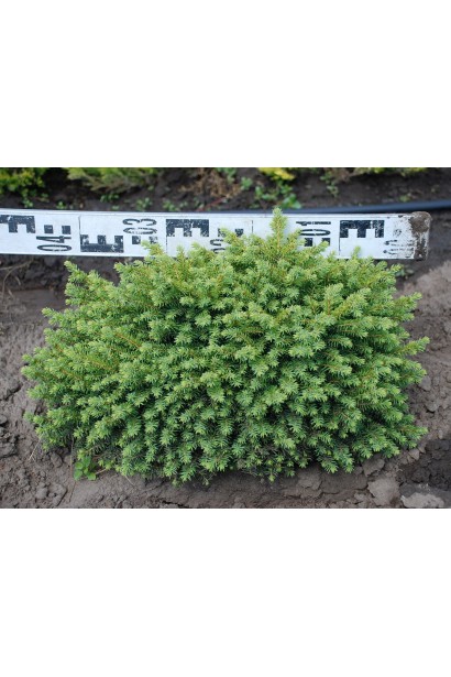Ель обыкновенная Литтл Джем диаметр 40-45 см