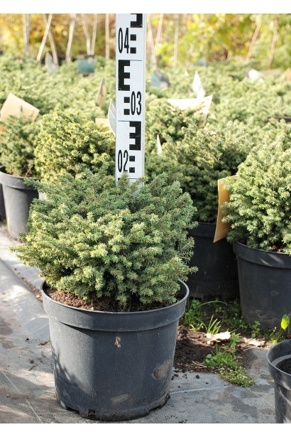 Ель Литл Джем в горшке 5 л