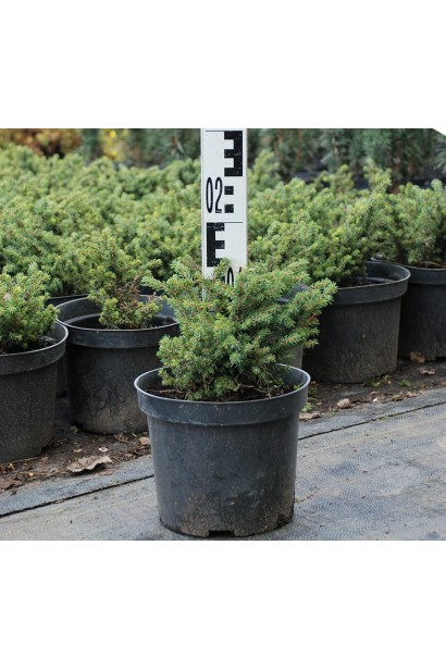 Ель обыкновенная Литл Джем контейнер 3 л 10-15 см