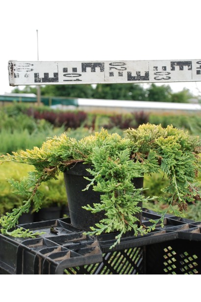 Ялівець Голден Карпет контейнер 5 л діаметр 30-40 см