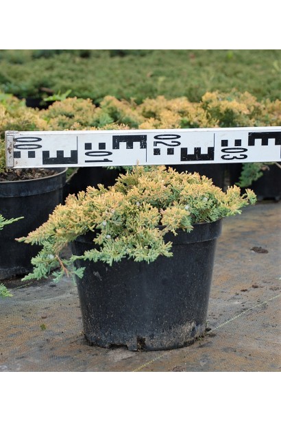 Ялівець Голден Карпет горщик 3 л діаметр 20-30 см