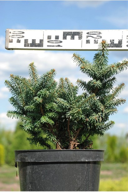 Пихта бальзамическая Нана в контейнере - 5л/20-25см/Ø20-25см