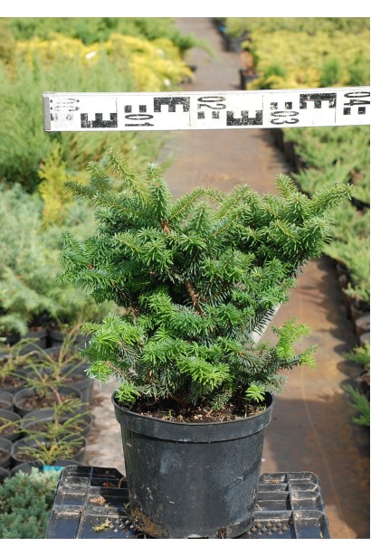 Пихта бальзамическая Нана | Ялиця бальзамічна Нана | Abies balsamea Nana