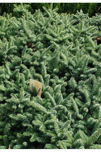 Хвоя Пихта бальзамическая Нана