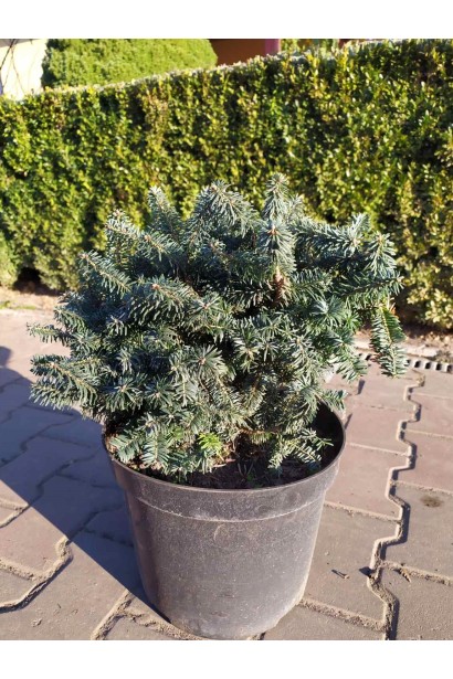 Взрослый саженец пихты нана в контейнере