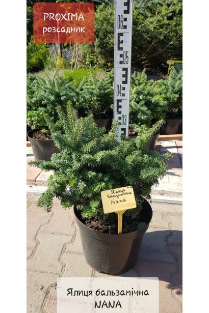 Пихта бальзамическая Нана - 5л/выс.25-35см/Ø30-40см