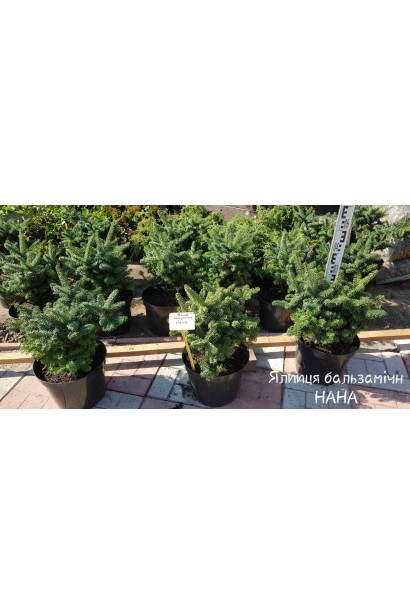 Саженцы пихты в контейнере в садовом центре