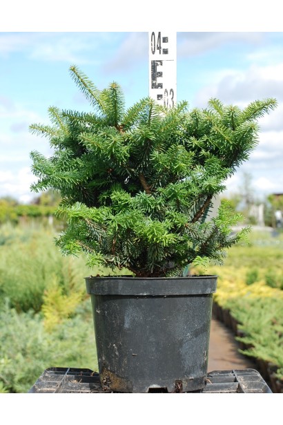 Пихта бальзамическая Нана в контейнере - 5л/30-35см/Ø25-30см