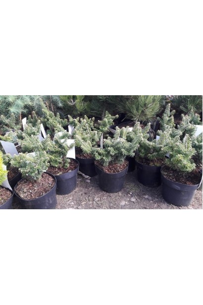 Пихта бальзамическая Нана