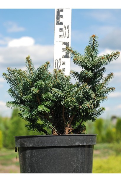 Пихта бальзамическая Нана в контейнере - 5л/20-25см/Ø20-25см
