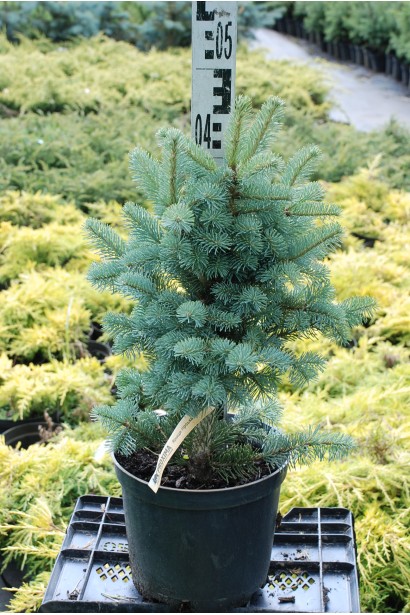 Саджанець ялиці Компакта: чудовий вибір для невеликих садів і альпінаріїв.