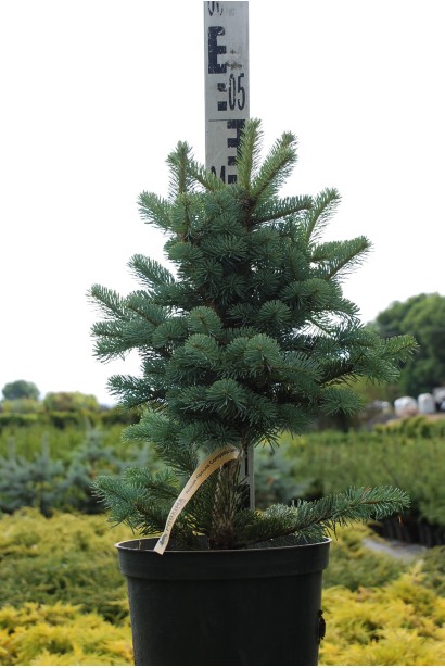 Ялиця гірська Компакта - 5л/вис.45-50см/Ø20-25см