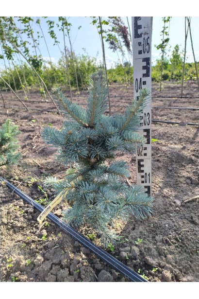 Ялиця гірська Компакта