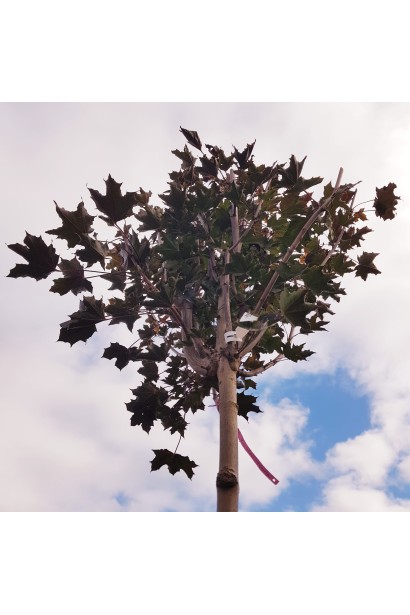 Клен Крімсон Сентрі гілки спрямовані вгору