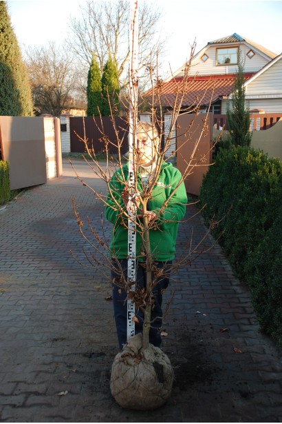 Клен гостролистий Крімсон Сентрі  з комом в мішковині