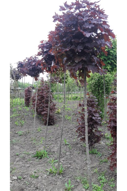 Клен гостролистий Крімсон Сентрі  на штамбі в розсаднику