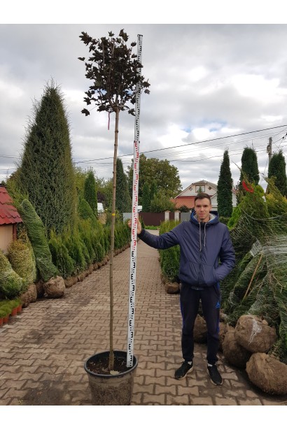 Клен звичайний Крімсон Сентрі штамб 220 см