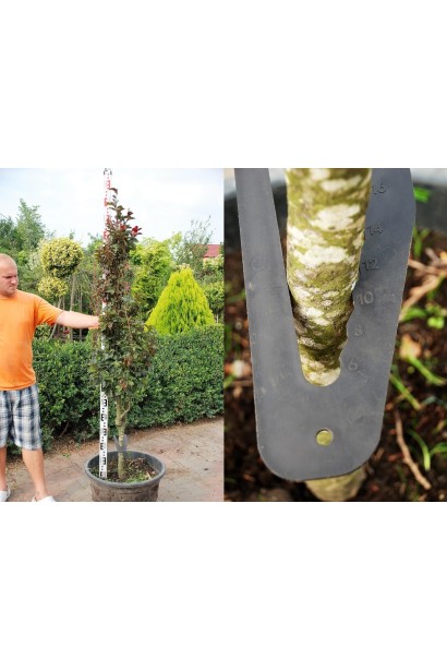 Бук лесной Девик Пурпл охват ствола 10-12 см