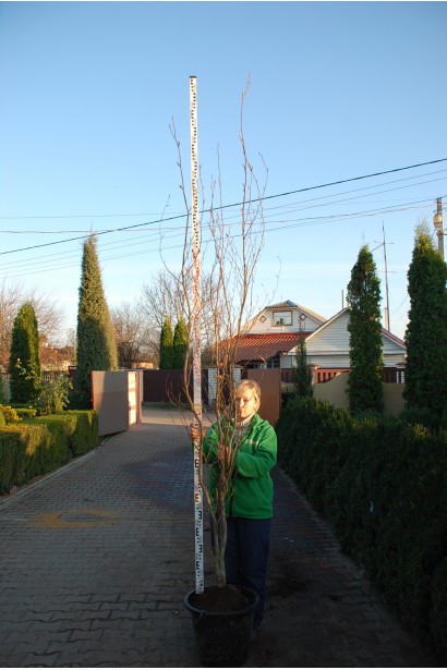 Бук европейский Dawyck Purple в садовом центре.