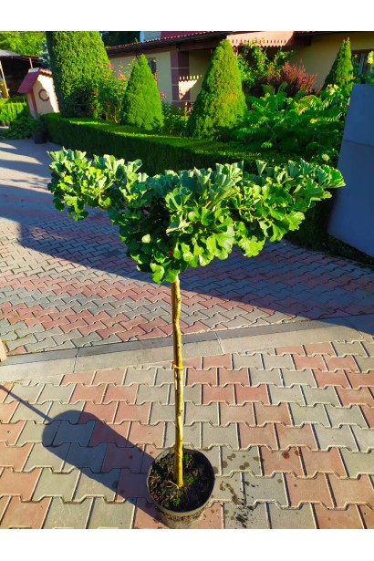 Ginkgo biloba Mariken stamb