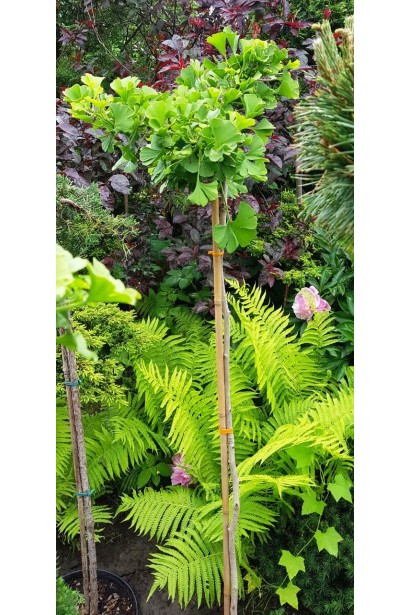 Гінкго Марікен на штамбі саджанець