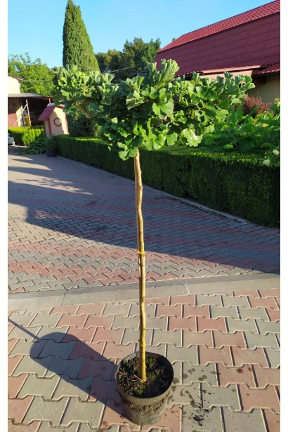 інкго Марікен на штамбі в контейнері