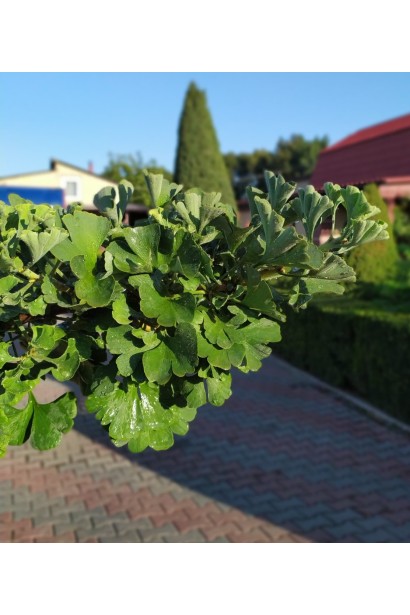 Гінкго Mariken 