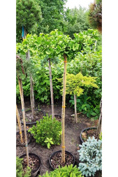 Гінкго Марікен на штамбі в горщику