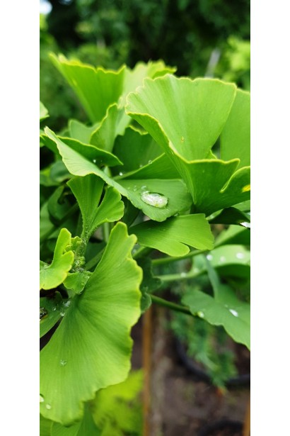 Срібна слива