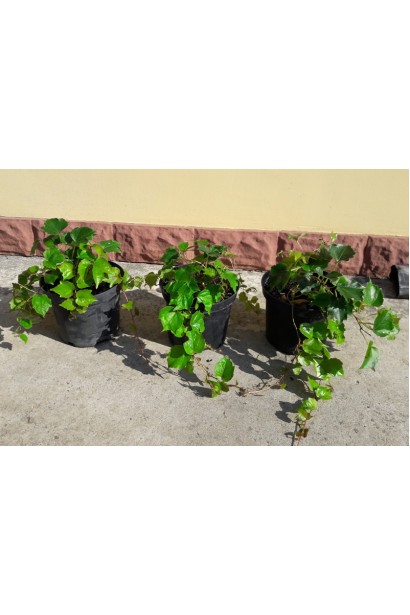 Виноград дівочий тризагострений Вічі | Виноград девичий триостренный Вичи | Parthenocissus tricuspidata Veitchii