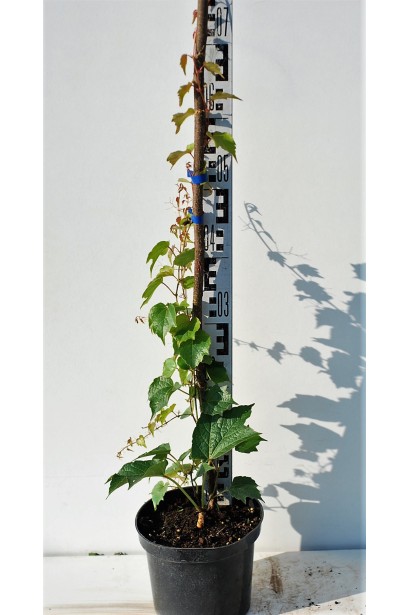 Виноград дівочий тризагострений Вічі | Виноград девичий триостренный Вичи | Parthenocissus tricuspidata Veitchii