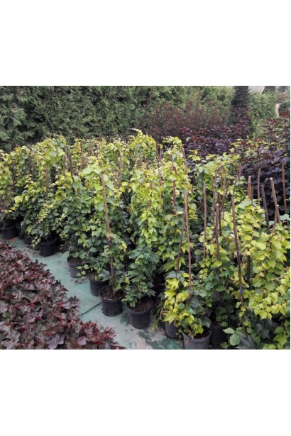 Виноград дівочий тризагострений Вічі | Виноград девичий триостренный Вичи | Parthenocissus tricuspidata Veitchii