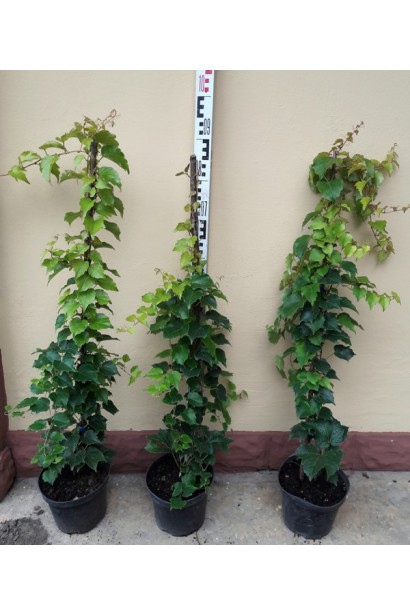 Виноград дівочий тризагострений Вічі | Виноград девичий триостренный Вичи | Parthenocissus tricuspidata Veitchii