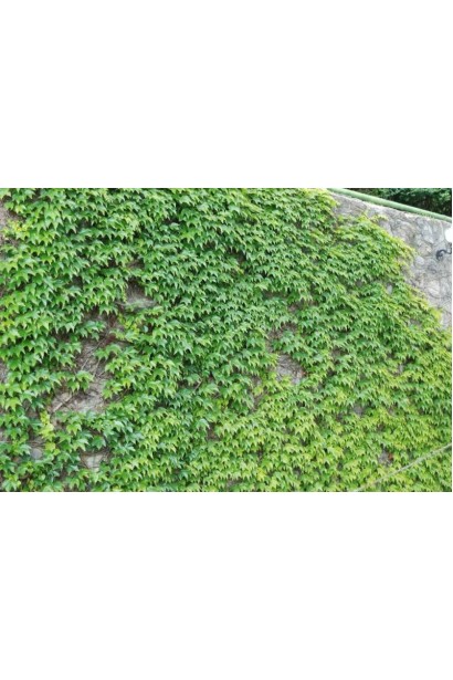 Виноград дівочий тризагострений Вічі | Виноград девичий триостренный Вичи | Parthenocissus tricuspidata Veitchii