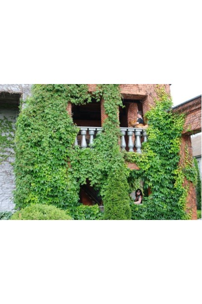 Виноград дівочий тризагострений Вічі | Виноград девичий триостренный Вичи | Parthenocissus tricuspidata Veitchii