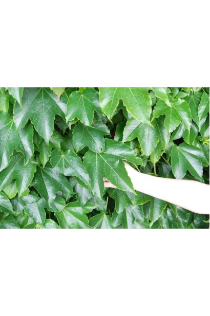 Виноград дівочий тризагострений Вічі | Виноград девичий триостренный Вичи | Parthenocissus tricuspidata Veitchii