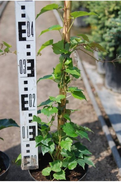 Виноград дівочий тризагострений Вічі | Виноград девичий триостренный Вичи | Parthenocissus tricuspidata Veitchii