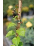 Виноград девичий триостренный Вичи | Parthenocissus tricuspidata Veitchii | Виноград дівочий тризагострений Вічі