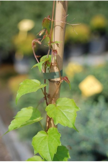 Виноград дівочий тризагострений Вічі | Виноград девичий триостренный Вичи | Parthenocissus tricuspidata Veitchii