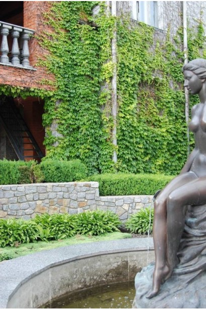 Виноград дівочий тризагострений Вічі | Виноград девичий триостренный Вичи | Parthenocissus tricuspidata Veitchii