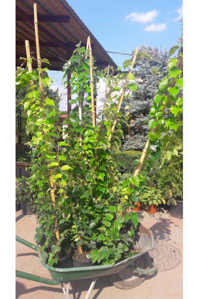 Виноград дівочий тризагострений Вічі | Виноград девичий триостренный Вичи | Parthenocissus tricuspidata Veitchii