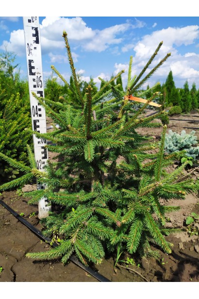 Ель обыкновенная Акрокона саженец в поле 50-70 см