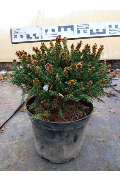 Ель Олендорфи контейнер 5 л диаметр 20-30 см