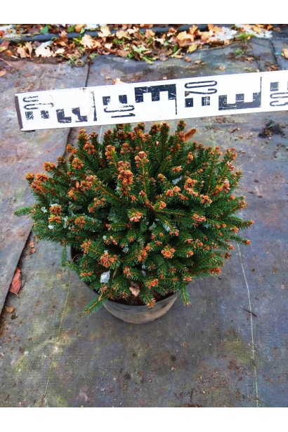 Ель Олендорфи саженец С5