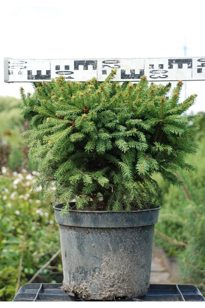 Ель Олендорфи диаметр кроны 30-40 см