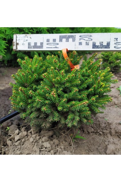 Ель обыкновенная Олендорфи в поле даметр 20-30 см