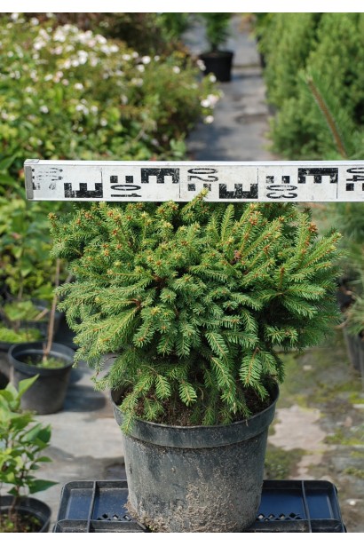 Picea Ohlendorffii