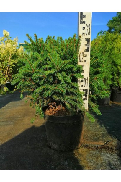 Ель обыкновенная Олендорфи С5 высота 20-30 см