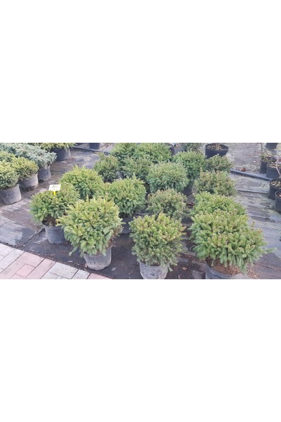 Ель обыкновенная Олендорфи саженцы в садовом центре